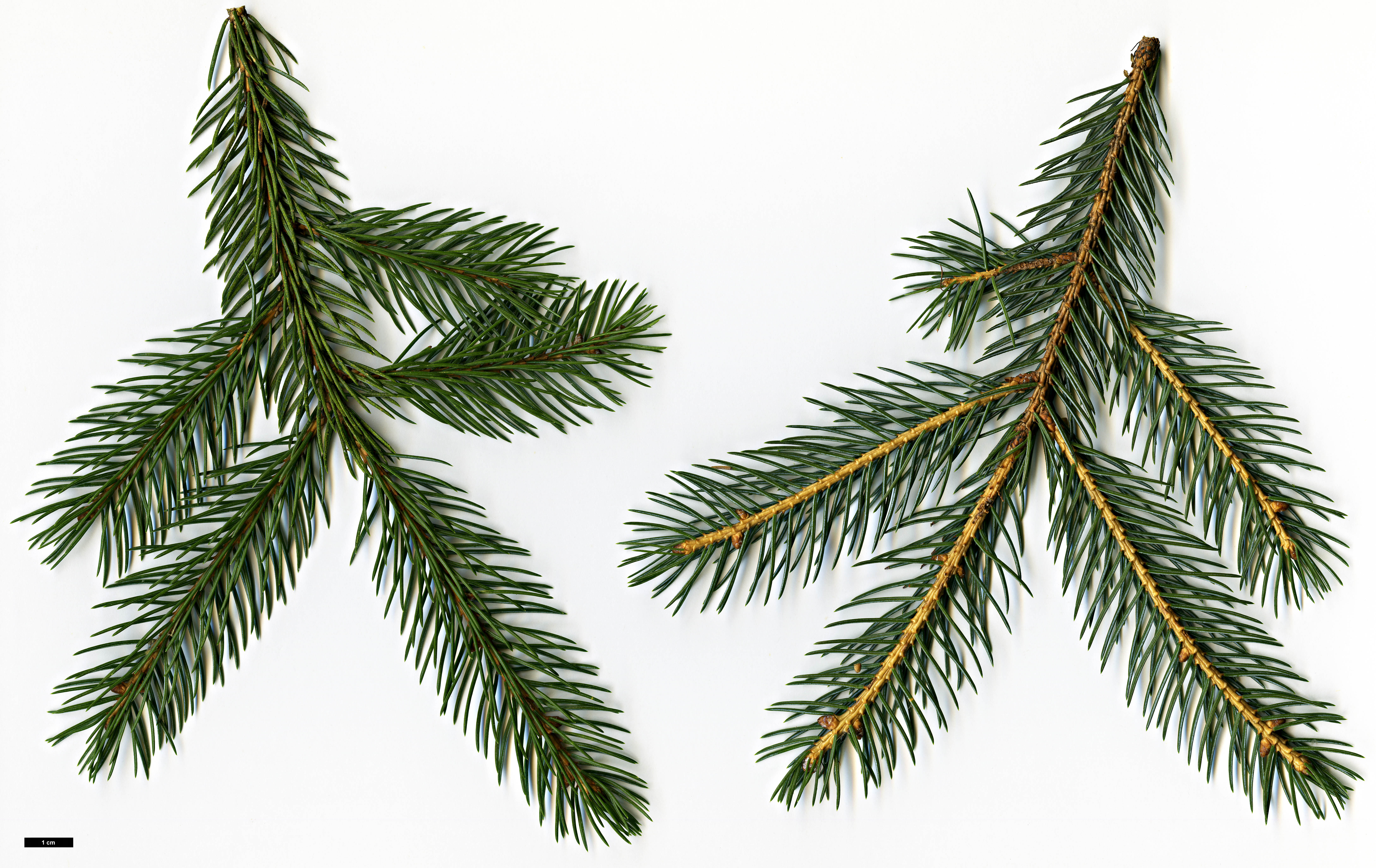 High resolution image: Family: Pinaceae - Genus: Picea - Taxon: alcoquiana - SpeciesSub: var. acicularis High resolution image: Family: Pinaceae - Genus: Picea - Taxon: alcoquiana - SpeciesSub: var. acicularis